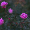 寒い季節も薔薇の花