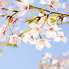 名残花･･ソメイヨシノ