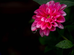 秋の雨は冷たくて‥ダリア