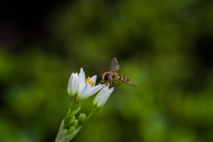 この花蜜、美味いんだ‥ヒメハナアブ