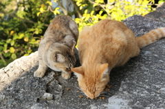 もっと頂戴!!