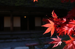 紅葉
