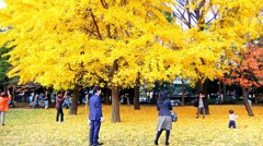 銀杏の樹の下で