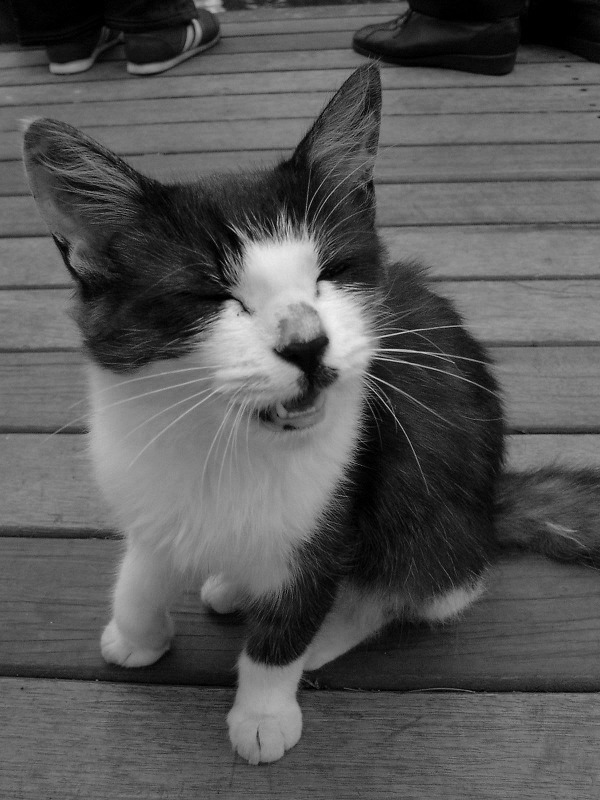 ねこさん