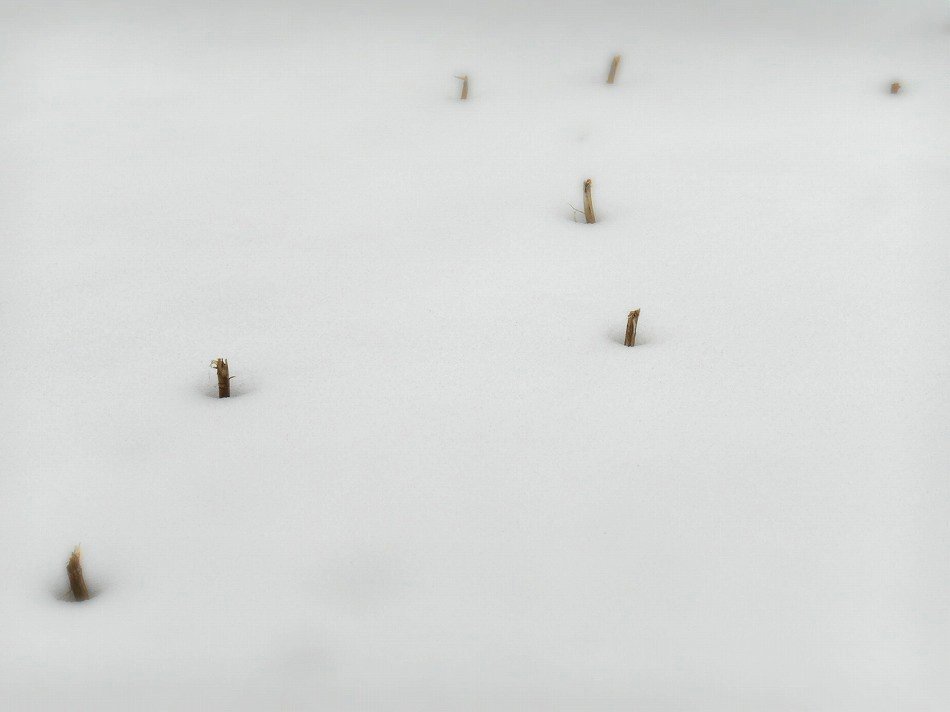 Photo Walker