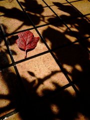 うちの紅葉