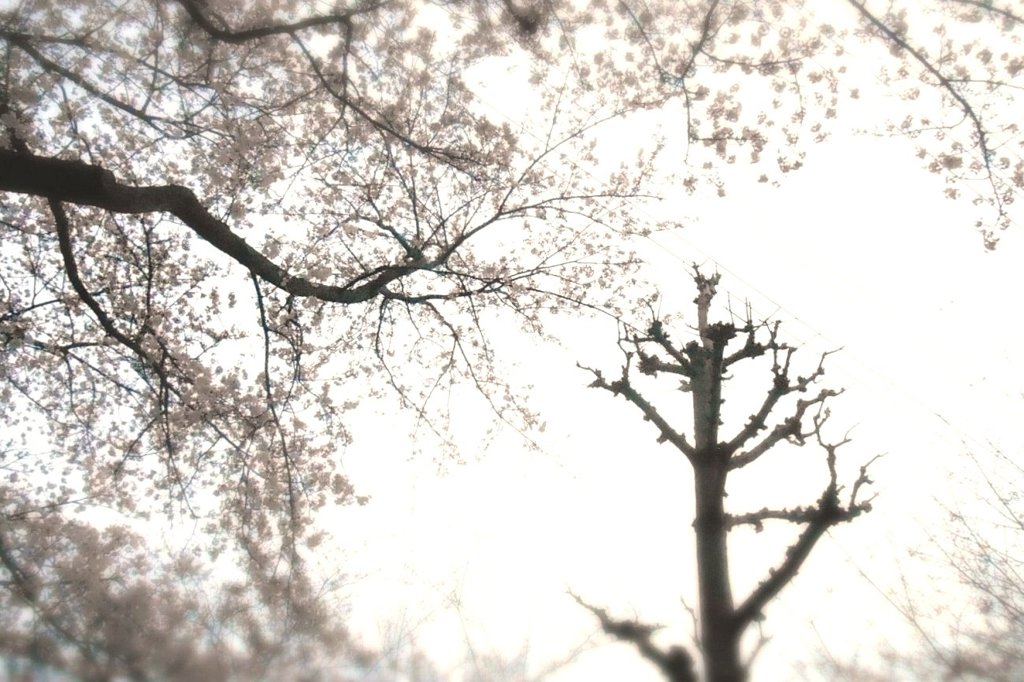 そういえば、桜