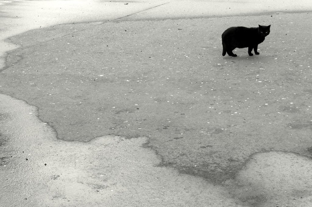 くろねこのうた