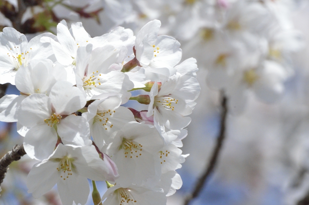 白い桜