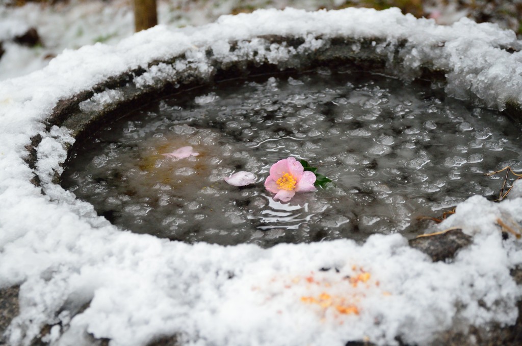 薄ら雪と花と水面