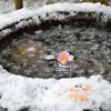 薄ら雪と花と水面