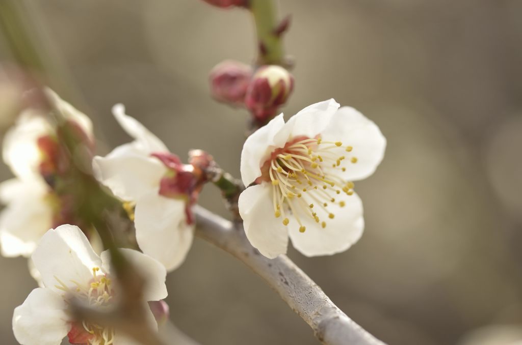 梅の花