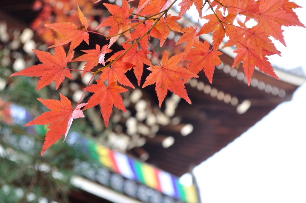 金戒光明寺の山門と紅葉