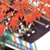 金戒光明寺の山門と紅葉