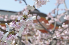 神社の早咲き桜