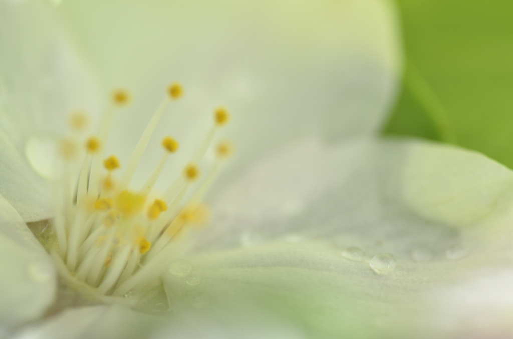 クローバーに落ちた桜