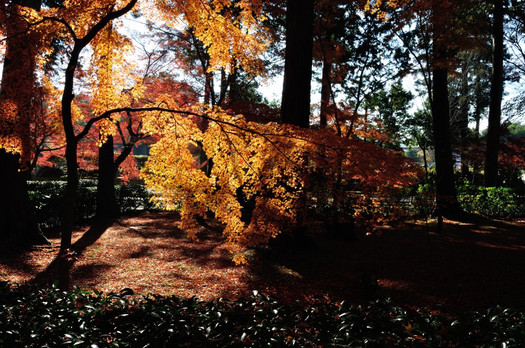 紅葉