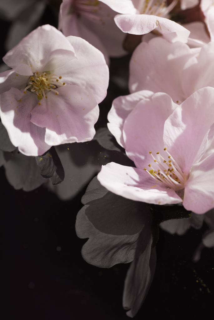 桜リフレクション