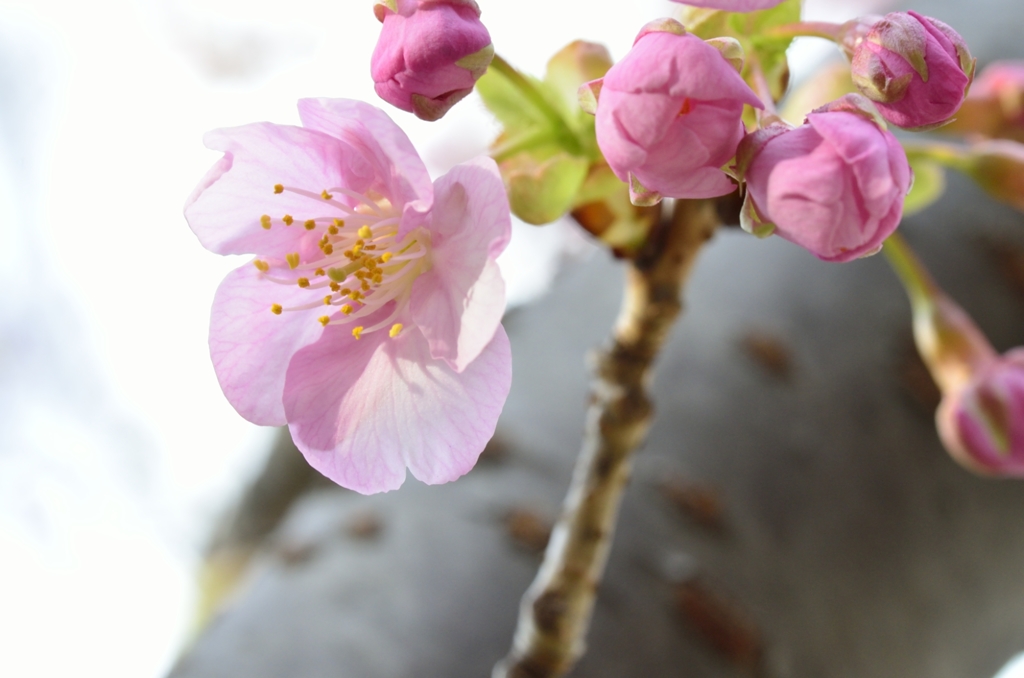 河津桜005