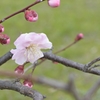 武蔵野