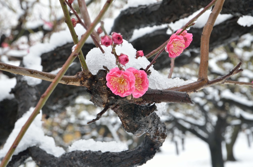 雪を纏う