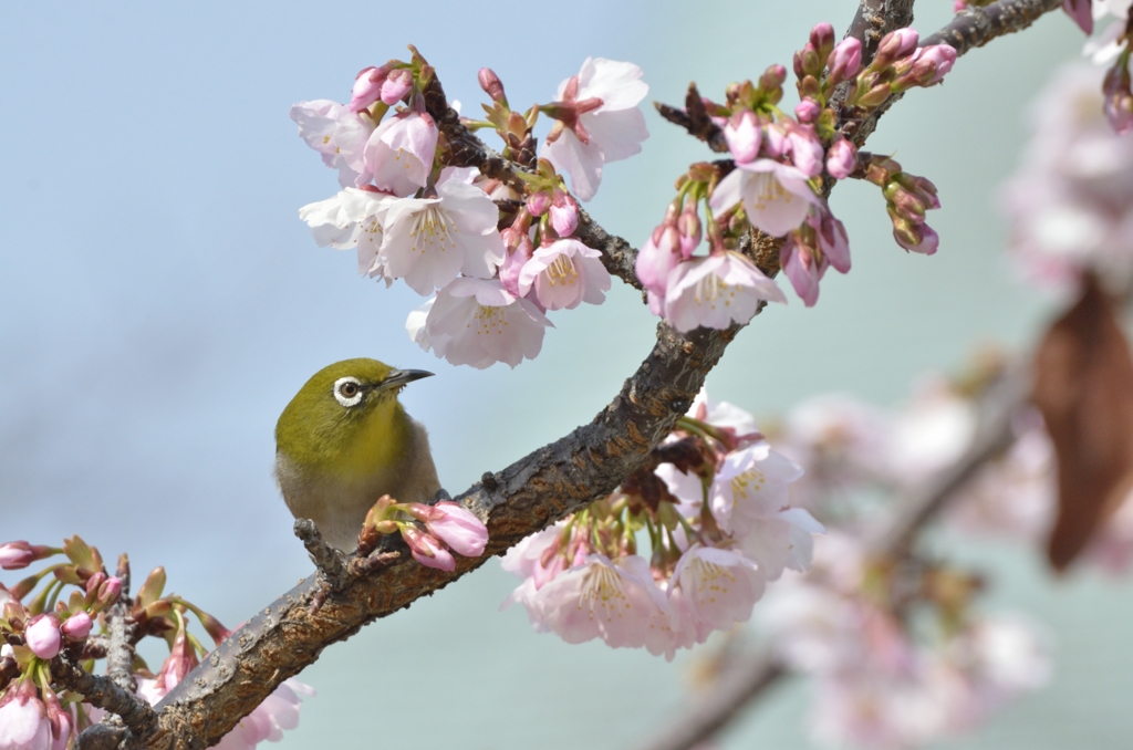 春の訪れ