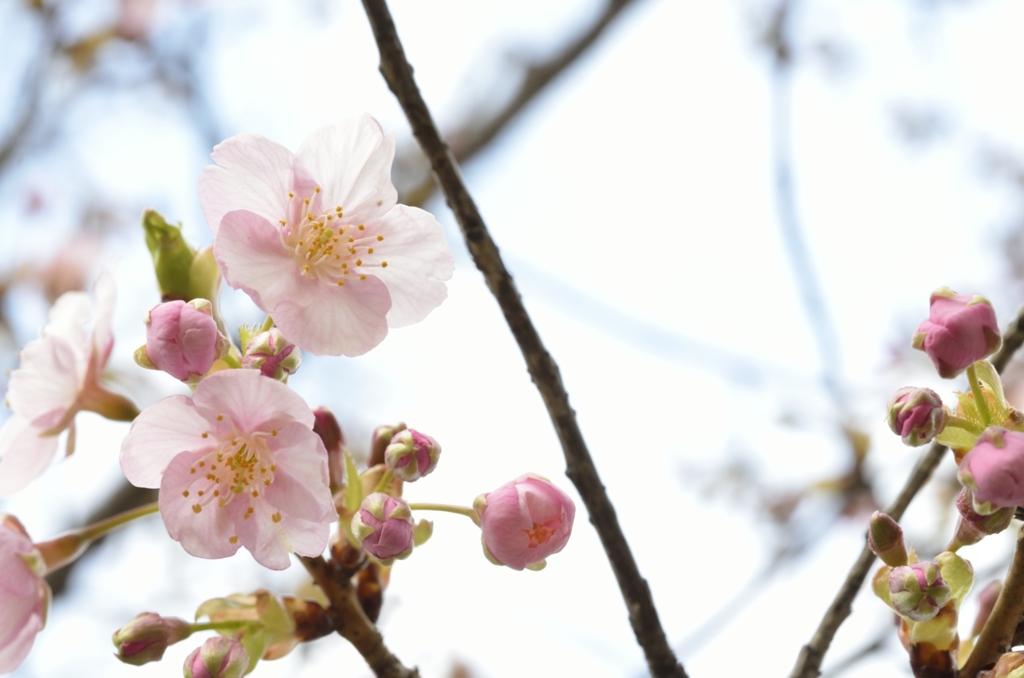 三月の桜