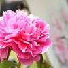 絵になる花