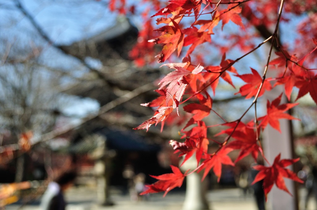 12月の紅葉