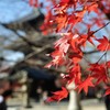 12月の紅葉