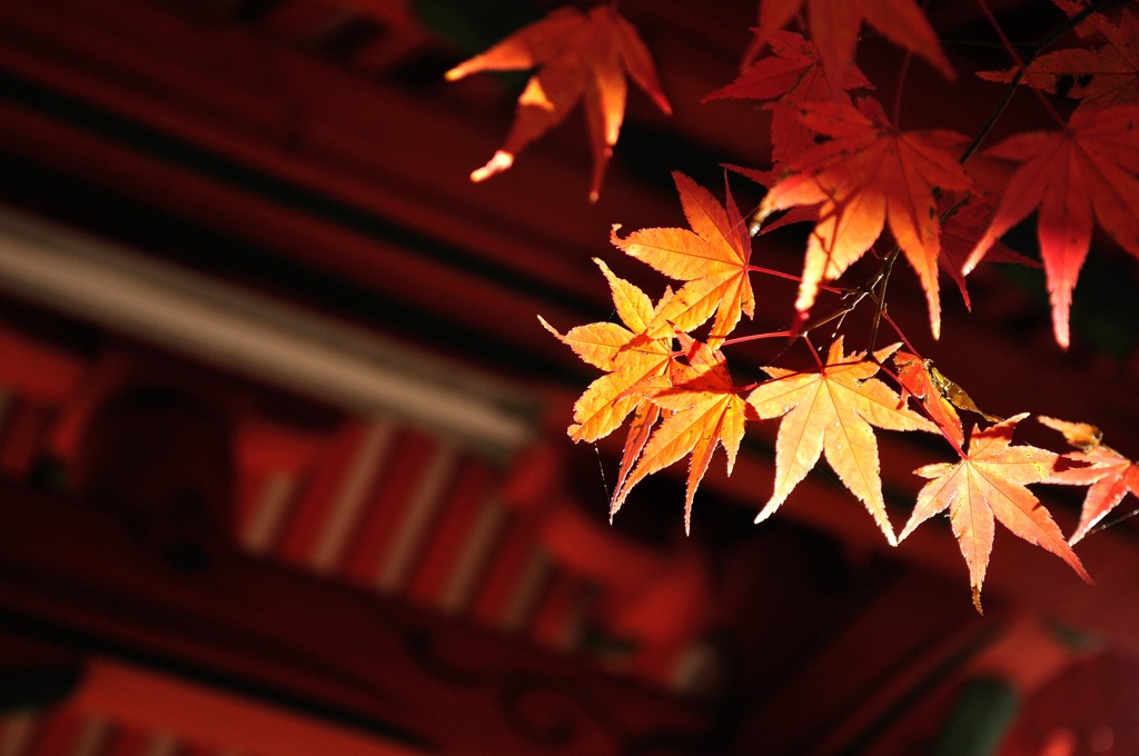 紅と朱