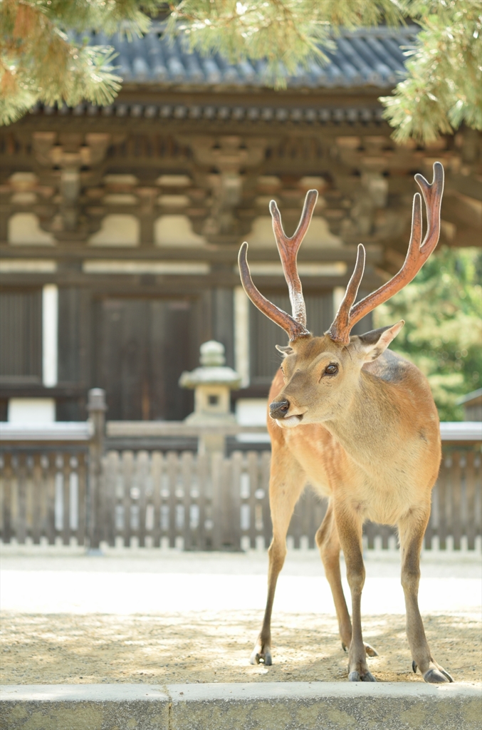 古の都と神の遣い