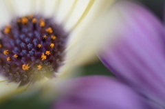 花の中の星