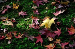 秋の色あい（1）