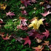 秋の色あい（1）