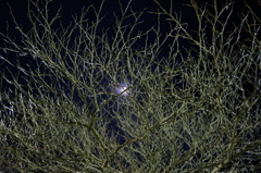 夜空と木と月