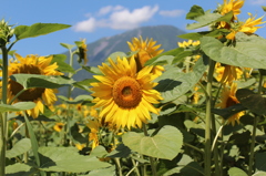 羊蹄山とひまわり