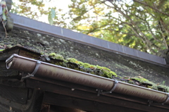 コケと屋根