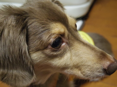 限界