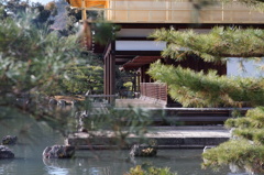 鹿苑寺②