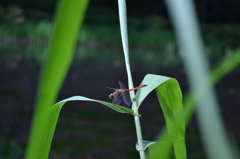 草の間からすみません