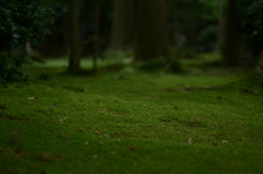 緑の絨毯