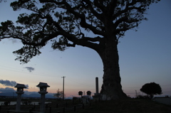 長太の大楠