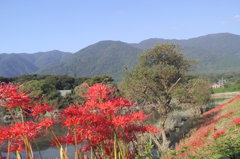 津屋川の彼岸花