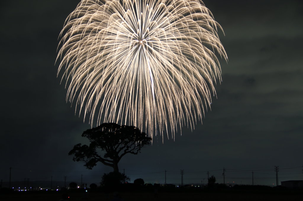 大楠と花火