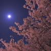 桜と月。