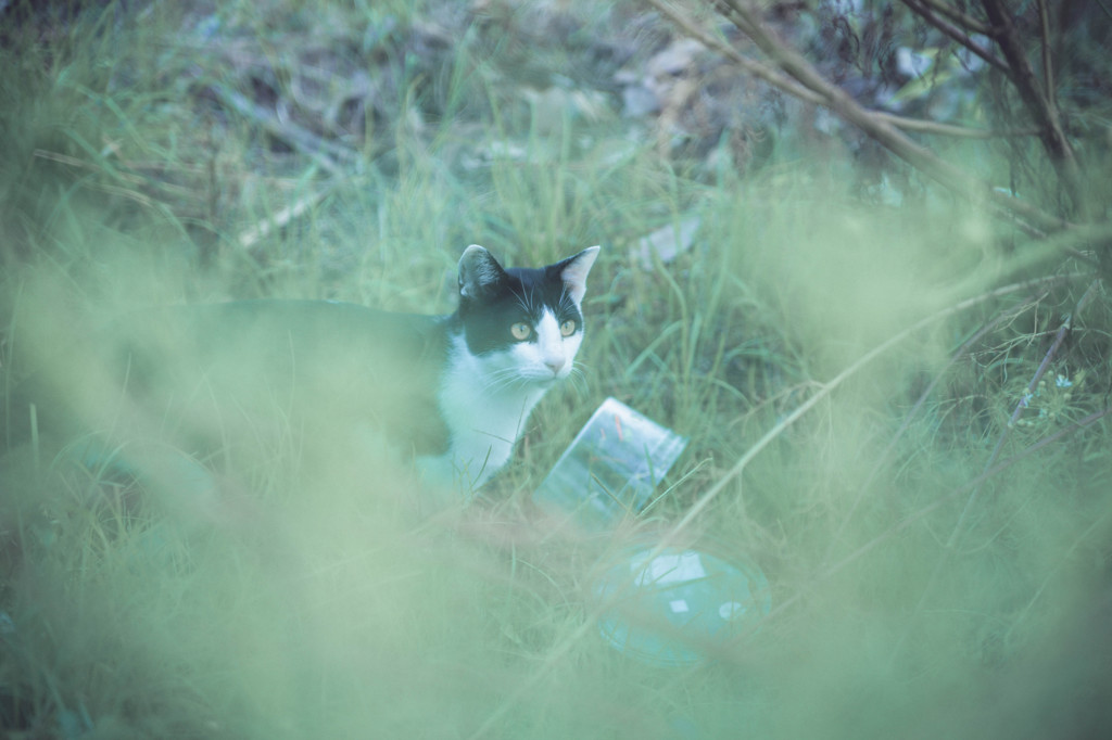 人なつっこい野良猫。