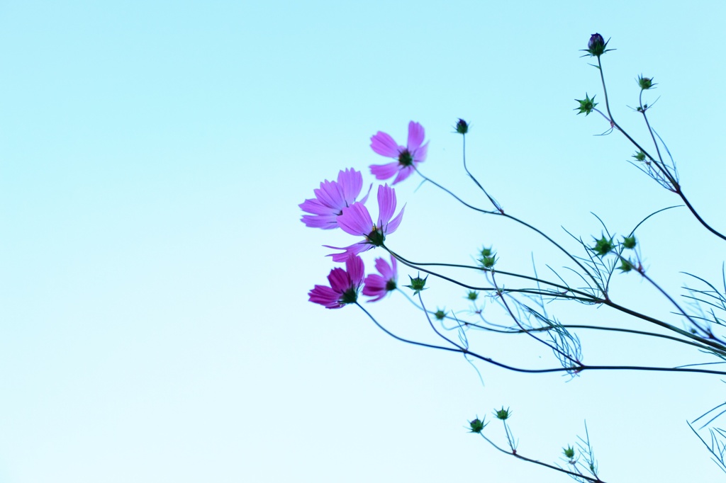 秋桜