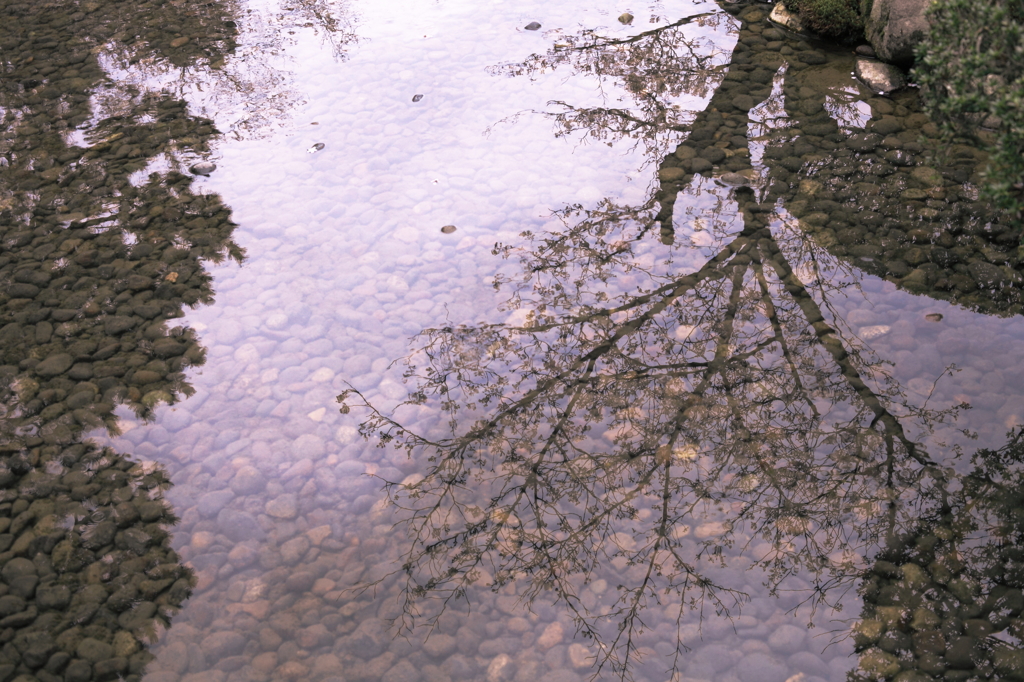 桜水