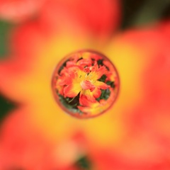 太陽のハナ